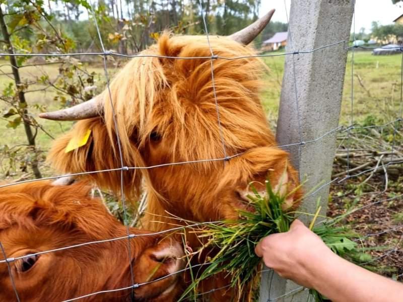 Vila Domek Letniskowy Nad Stawem Lipusz Exteriér fotografie